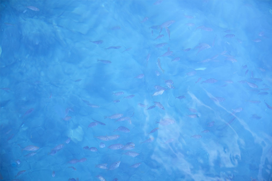 浜詰漁港の海面を覗いてみると、驚くほど青く透明な海面の奥に、可愛らしい魚たちがたくさん集まっていた。